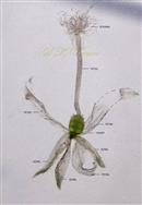  Female flower (opened)